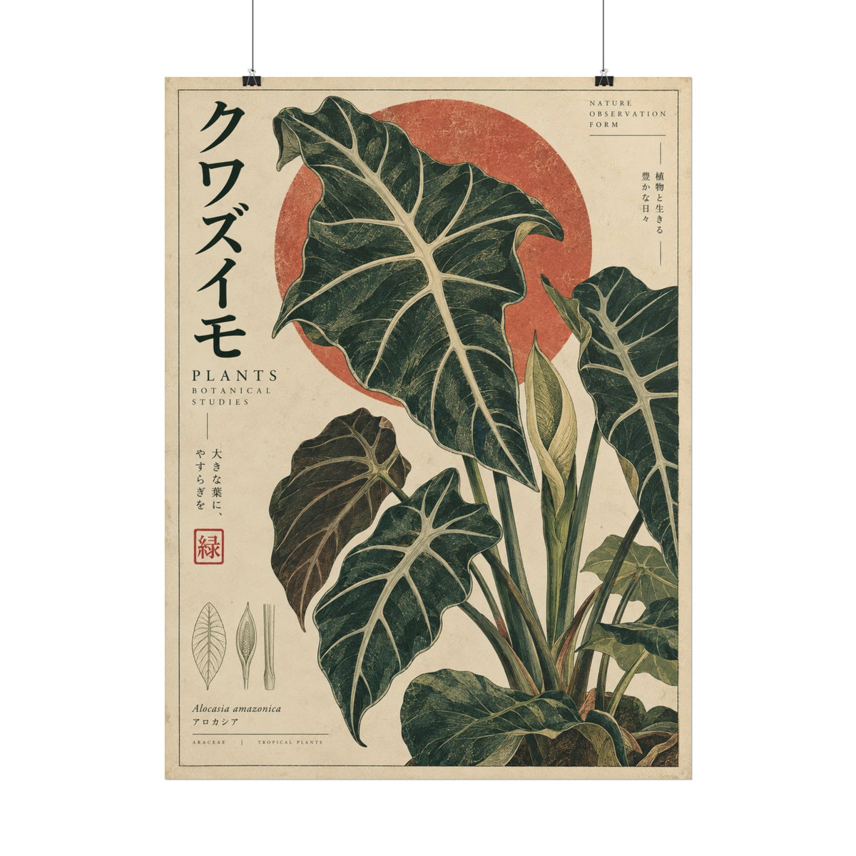Alocasia Botanical Study Art Print | Red Herbarium
