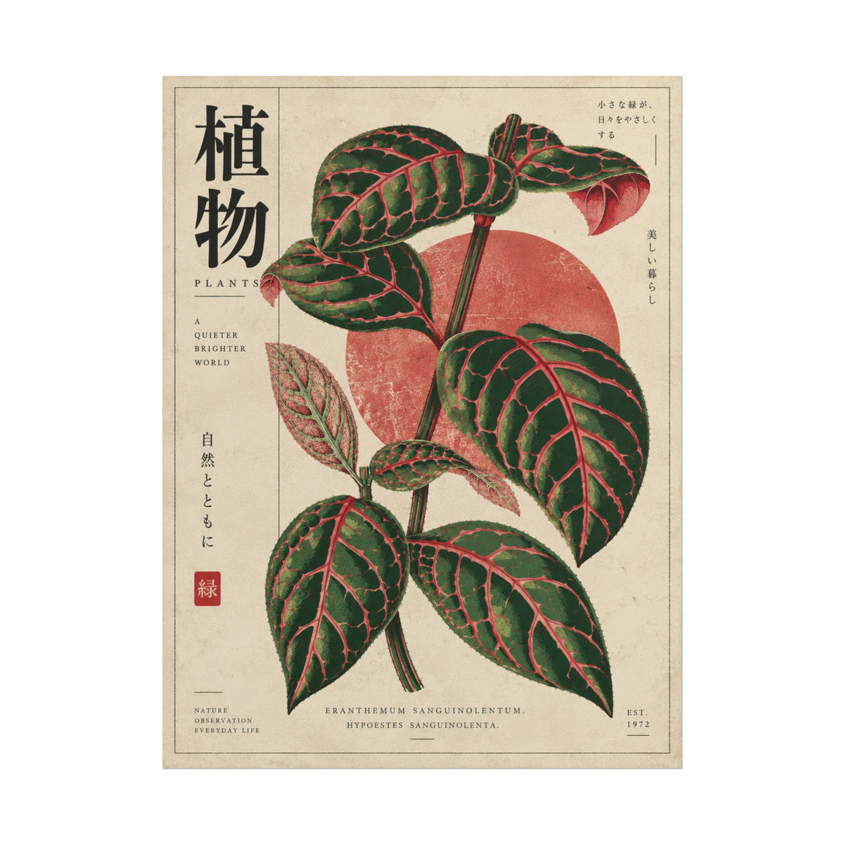 Fittonia Botanical Study Wall Art | Red Herbarium