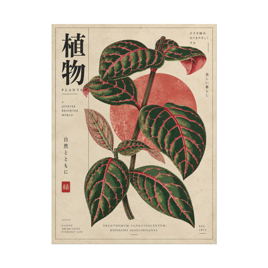 Fittonia Botanical Study Rolled Poster | Botanical Atelier Wall Art