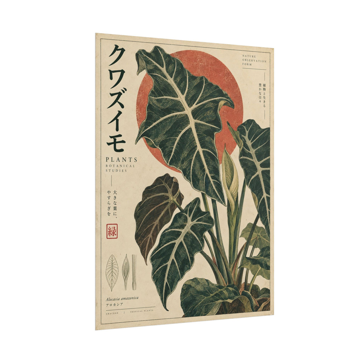 Alocasia Botanical Study Art Print | Red Herbarium